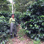 Ecuador Finca Hakuna Matata Typica Mejorado - A Smooth Pick for Coffee Lovers