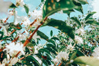 Colombia El Paraiso Cardamom Cloud - Small-Batch Flavor Worth Savoring